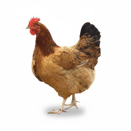 Fresh Whole Chicken - 2 kg - One whole chicken