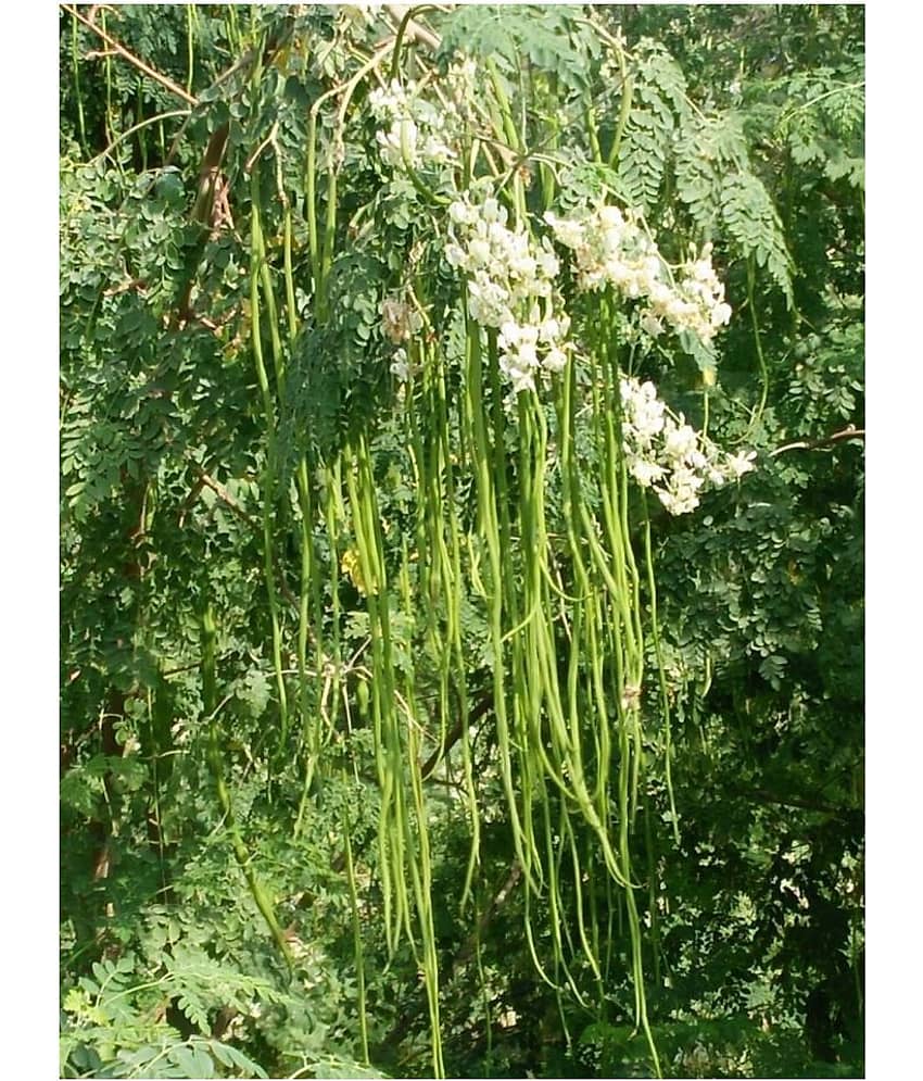 SHOP 360 GARDEN DRUMSTICK / SAJNA / MORINGA OLEIFERA SEEDS - PKM1-100 SEEDS