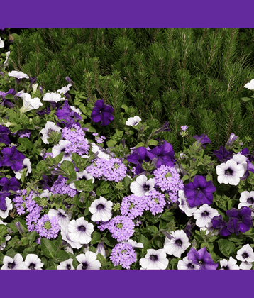 homeagro - Petunia Mixed Flower ( 50 Seeds )