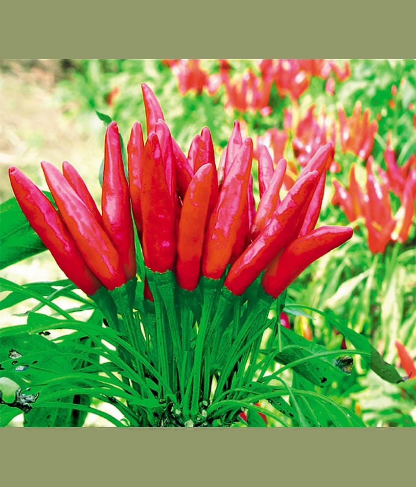 Hybrid F1 Green Chilli Seeds-50 seeds
