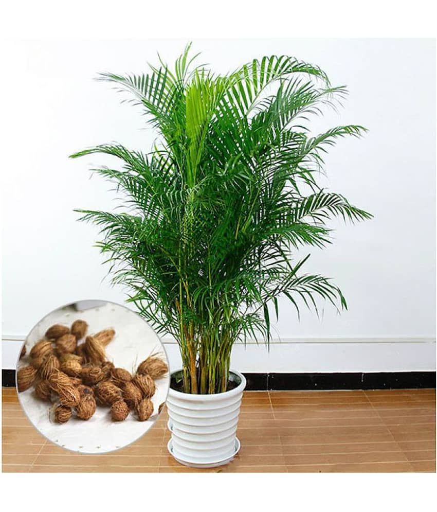 Areca Palm Indoor & Outdoor Seeds Pack of 5 Seeds