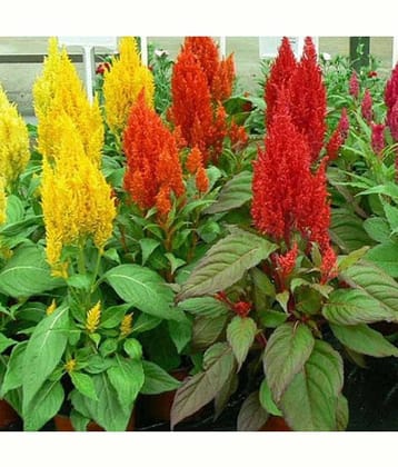 Celosia mixed flower seeds ( 50+ seeds)