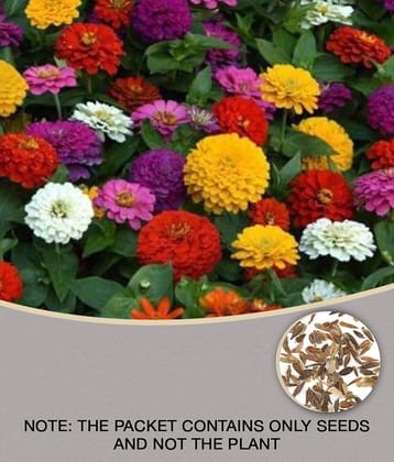 homeagro - Zinnia Mixed Flower ( 25 Seeds )