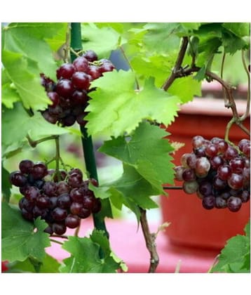 OhhSome Seeds Of Fleshy Fruits Live Grapes Plant Sweet Grapes Vine Fruit Plant Seeds Plant Seeds For Garden Kitchen Garden Bonsai Suitable Fruit Seeds Pack