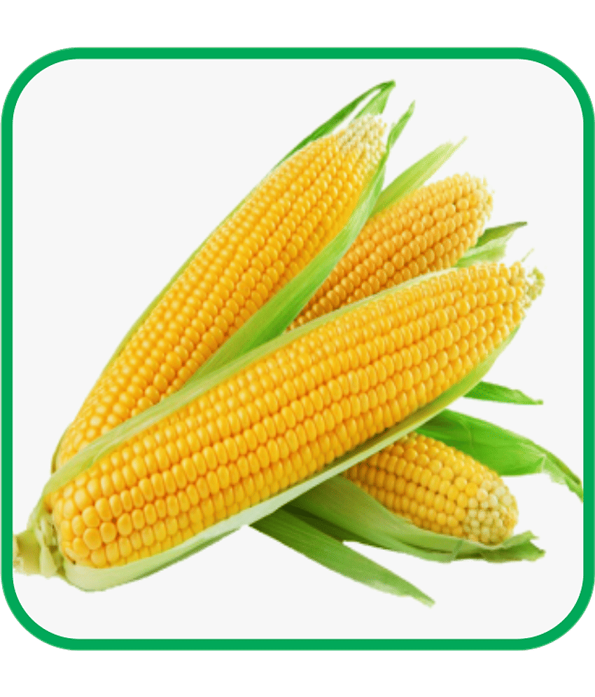 Aero Seeds Sweet Corn Vegetable ( 30 Seeds )