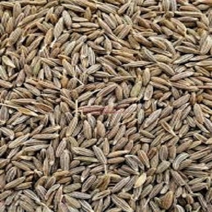Jeera/ Cumin