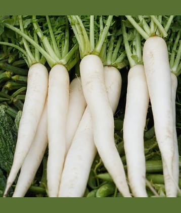 Organic White Radish Vegetable ( 500 Seeds )