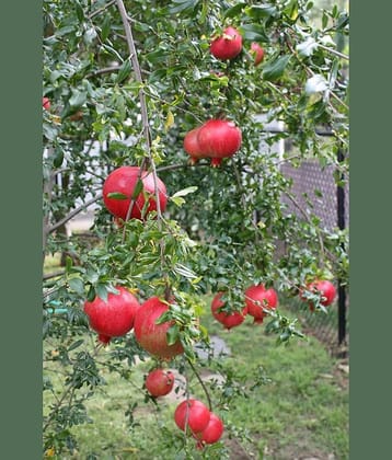 pomegranate 30 seeds
