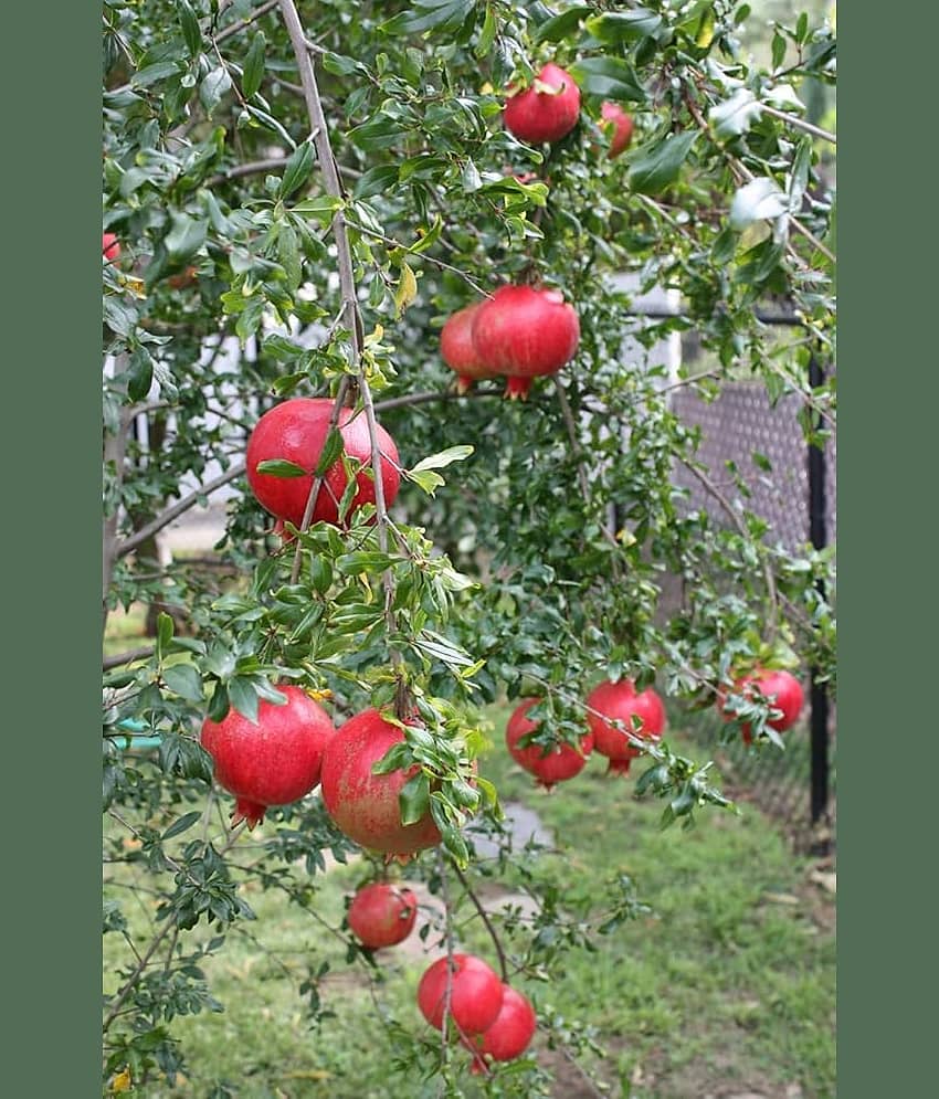 pomegranate 30 seeds