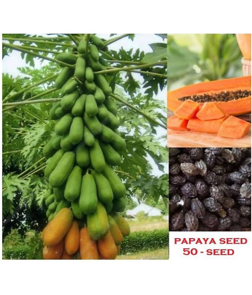 shivam organic seeds Thai Papaya Organic Variety Dwarf Fruit - 50 Seeds + Instruction Manual