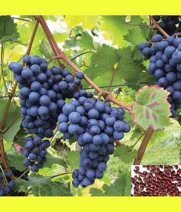 homeagro - Grapes Fruit ( 20 Seeds )