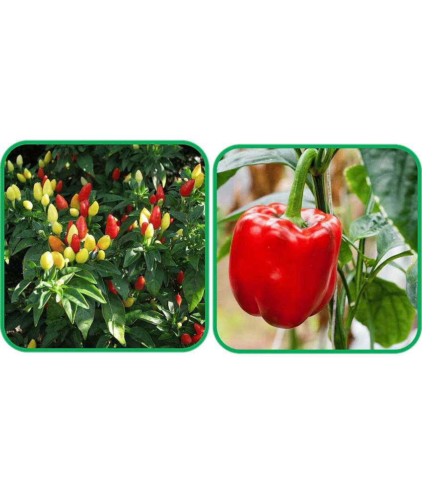 Aero Seeds Capsicum Red ( 30 Seeds) And Ornamental Chilli ( 30 Seeds) Vegetable Seeds Pack