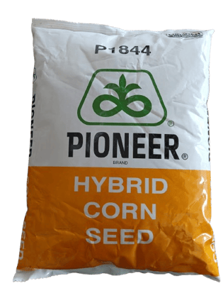 Pioneer -1844 HYBRID MAIZE SEED