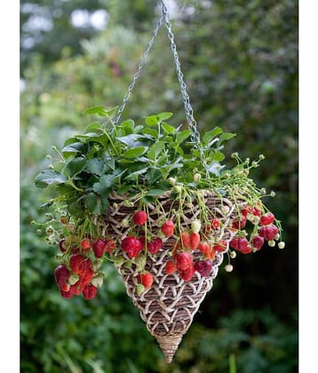 OhhSome Herb Seeds Garden - Strawberry Fruit Seeds For Hanging Basket Kitchen Garden Pack