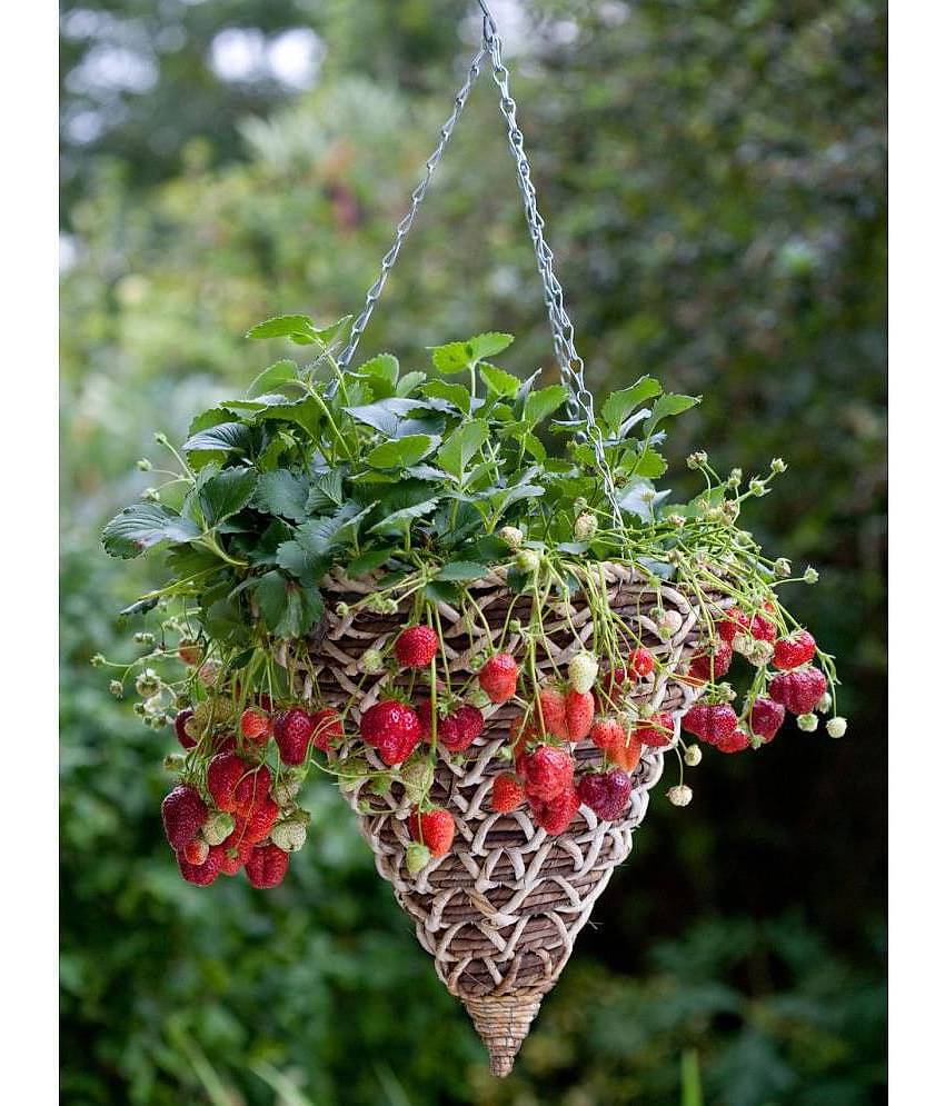 OhhSome Herb Seeds Garden - Strawberry Fruit Seeds For Hanging Basket Kitchen Garden Pack