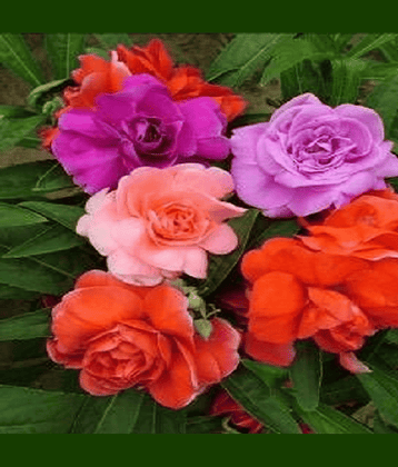 Vedhahi Balsam Mixed Flower ( 100 Seeds )