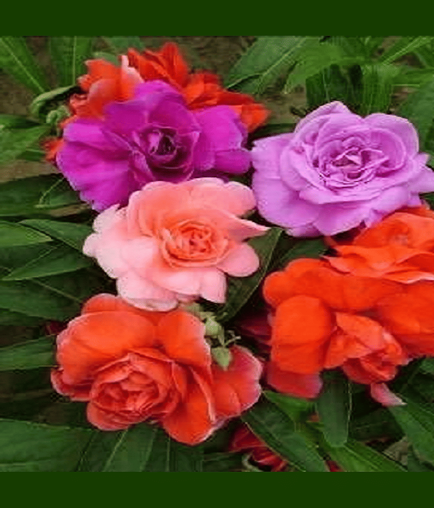 Vedhahi Balsam Mixed Flower ( 100 Seeds )