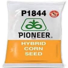 Pioneer P1844
