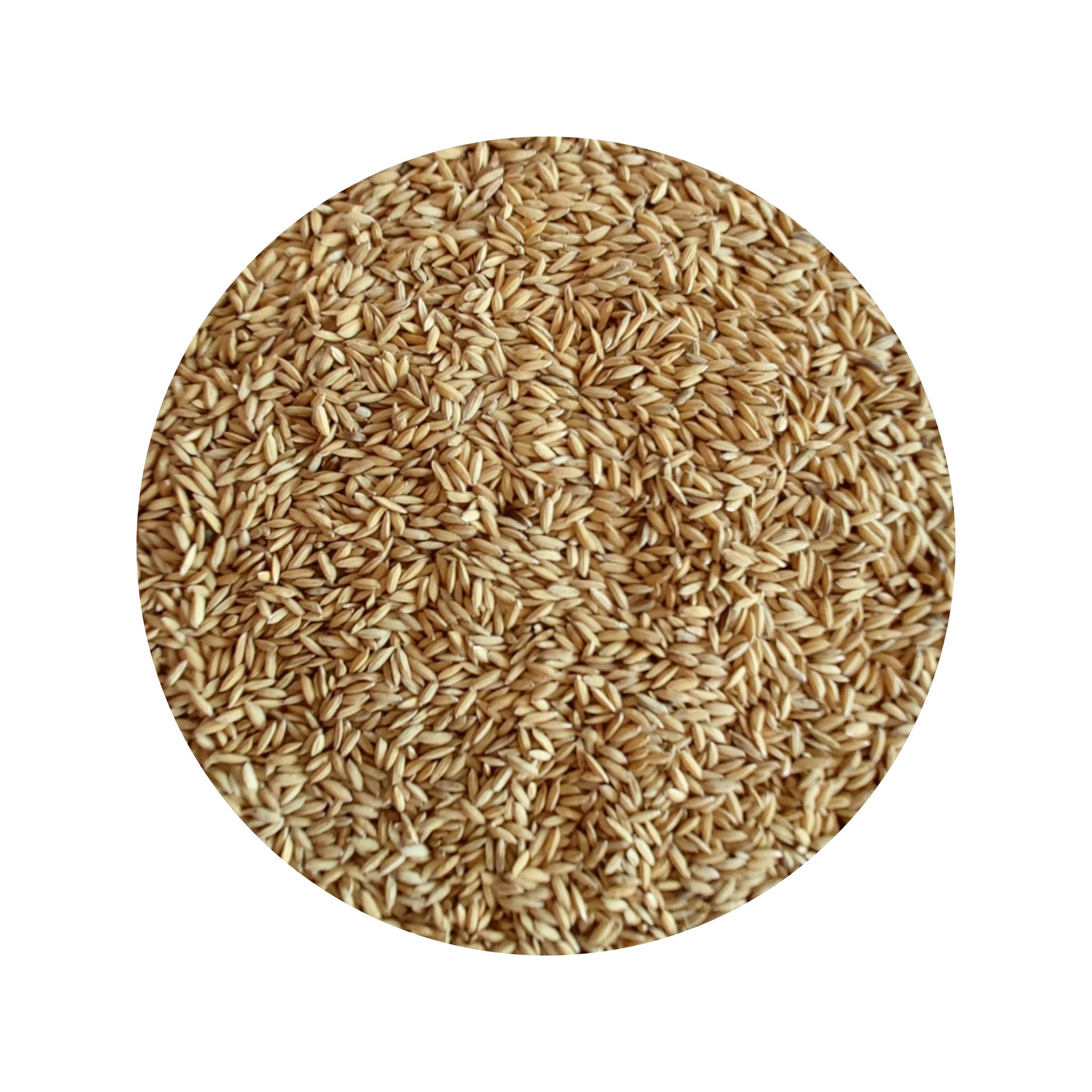 NSC PADDY MTU 1001 TRUTHFULLY LABELLED SEED BAG10 Kg