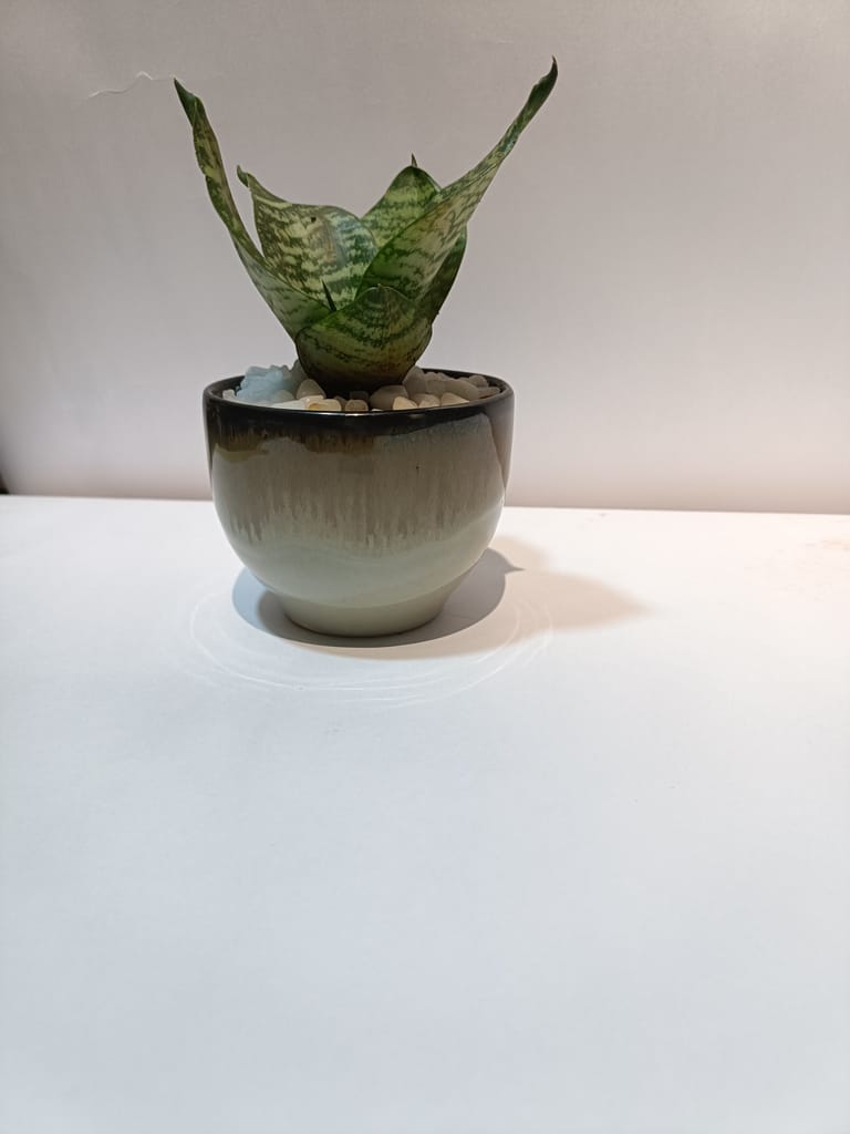 Small Snake Plant in Ceramic Pot