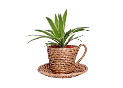 The Weaver's Nest set of two Cane Planters - Kettle & Cup-saucer