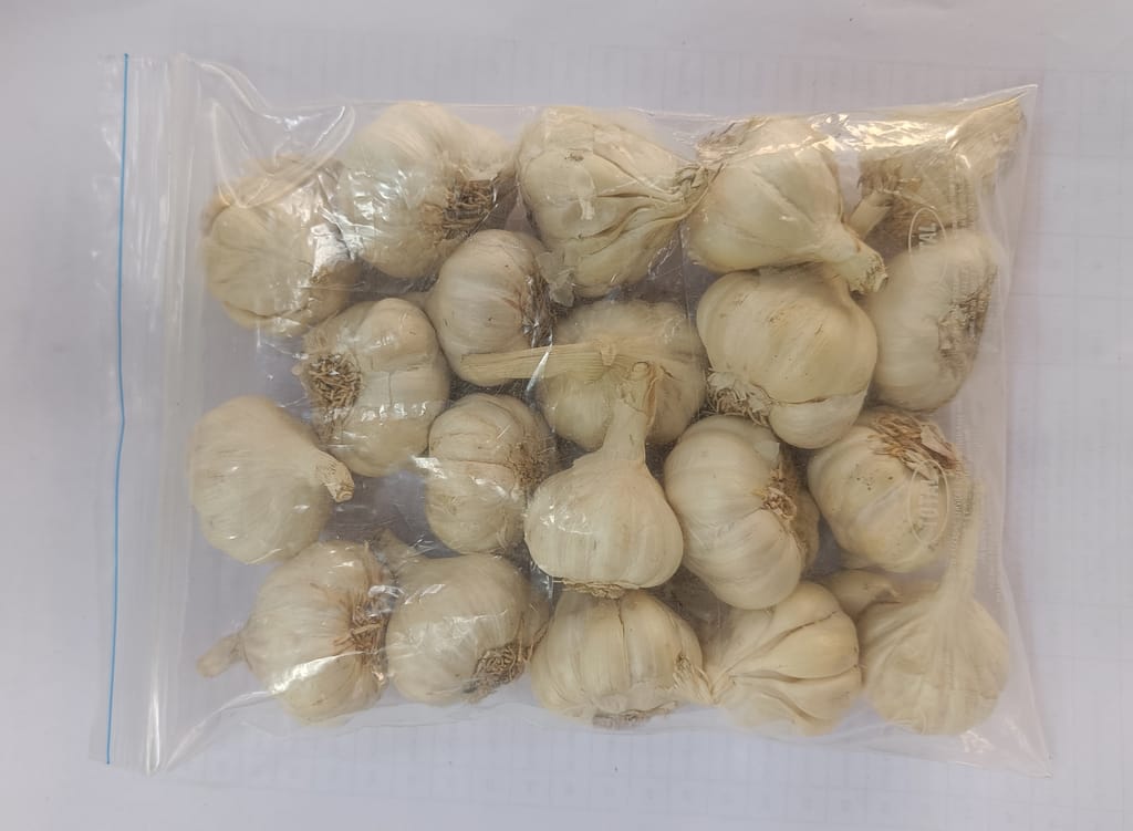 Garlic