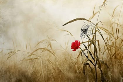POPPY FLOWERS WALLART 24in X 16in WITH BLACK FRAME