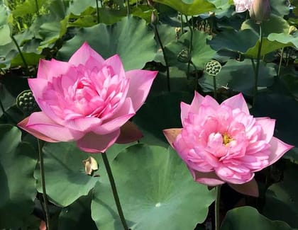 TAPRON PINK LOTUS TUBER