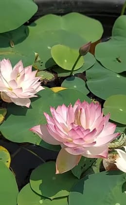 ALMOND SUNSHINE LOTUS TUBER