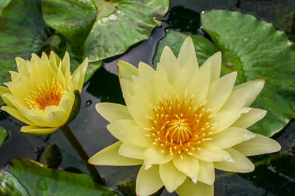 CARLO SUNSHINE LOTUS TUBER