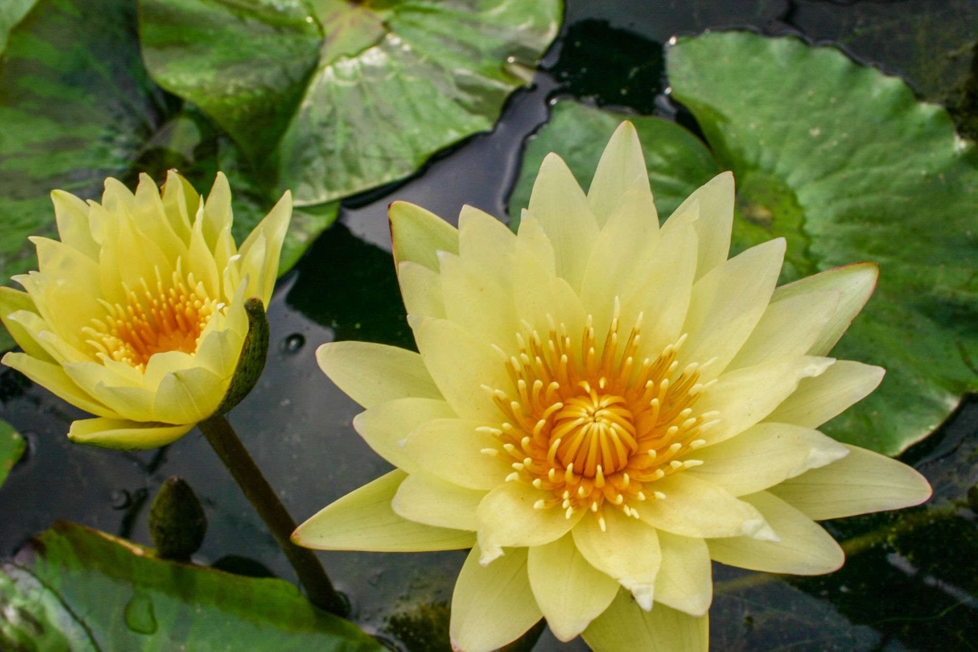 CARLO SUNSHINE LOTUS TUBER