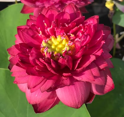 RED RUBY LOTUS TUBER