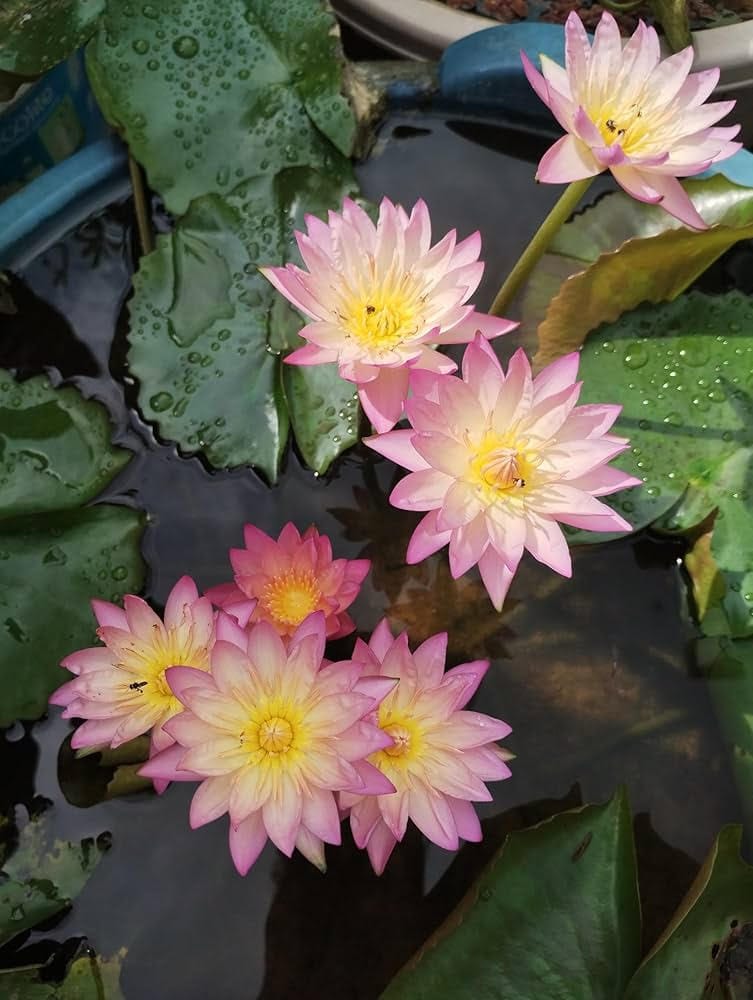 TROPICAL SUNSET LOTUS TUBER.