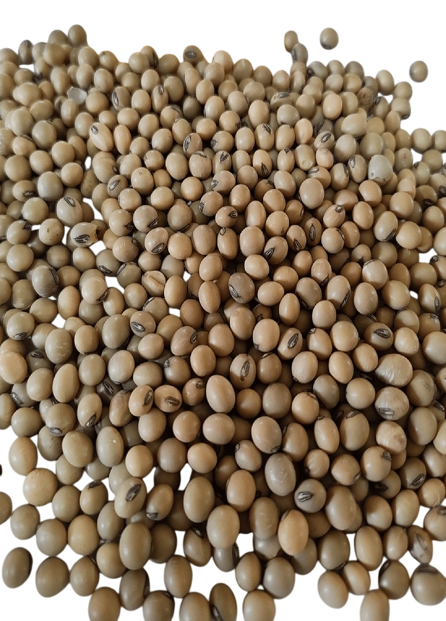 NSC SOYBEAN DSB-34 TL 10 KG