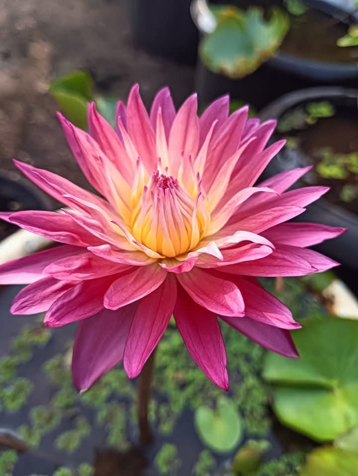 KRANCHANOK LOTUS TUBER