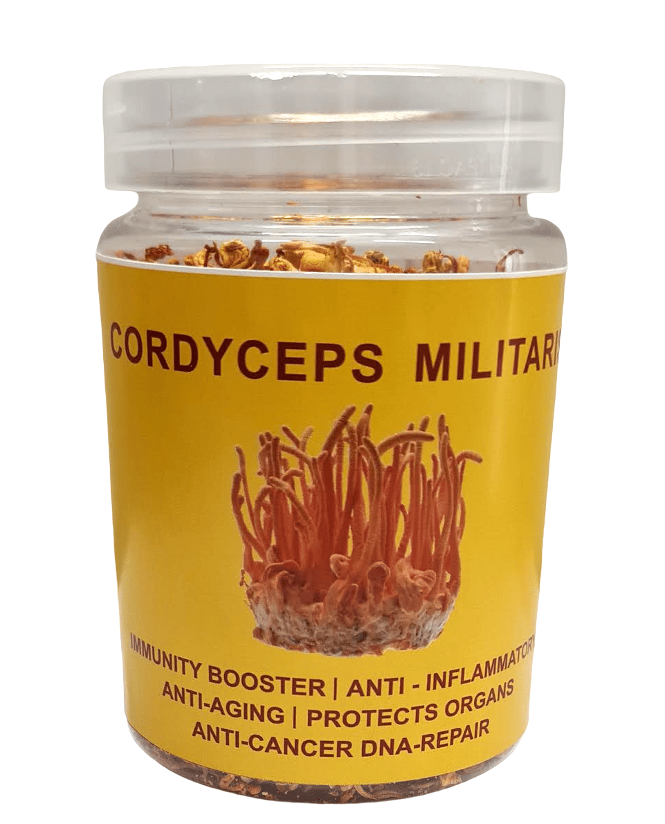 Cordyceps Militaris (Dried Whole body) (pack of 2)