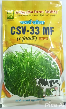 FODDER SORGHUM CSV 33