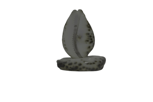 Elegant Sea Shell Duo - Natural Coastal Decor