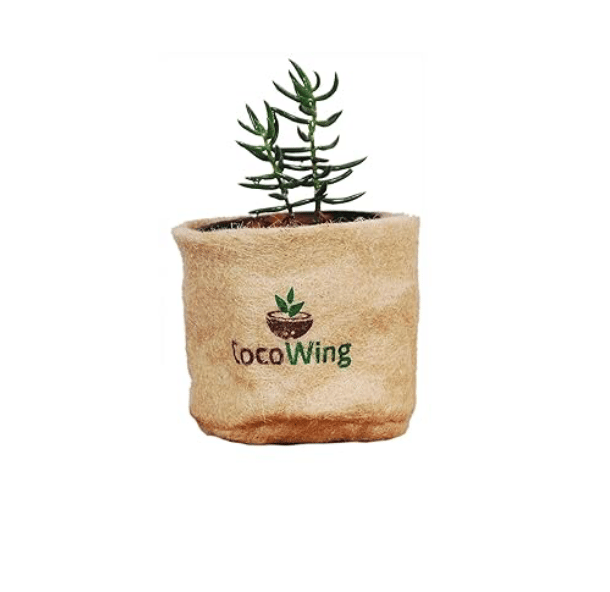 CocoWing Jute Grow Bag with a Live Succulent Plant- Maintenance Free Plant