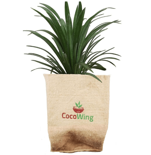 CocoWing: 5x5 Inches Jute Grow Bag with a Succulent Plant, Ready to Use- 1 piece