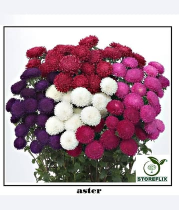 STOREFLIX ASTER MIX VARIETY FLOWER Seed (50 per packet) WITH FREE COCOPEAT SOIL AND USER MANUAL