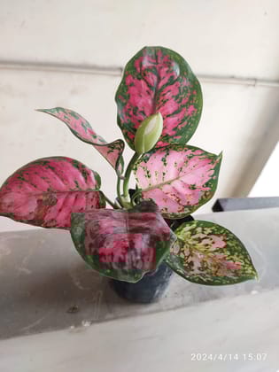 SNEHA HYDROPONICS Aglaonema Ht.1Ft