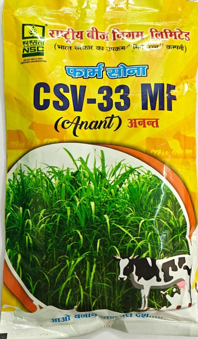 NSC Sorghum CSV-33 MF (Anant)