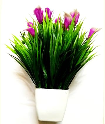 Green plant indoor Wild Flower Multicolour Flowers With Pot - Pack of 1