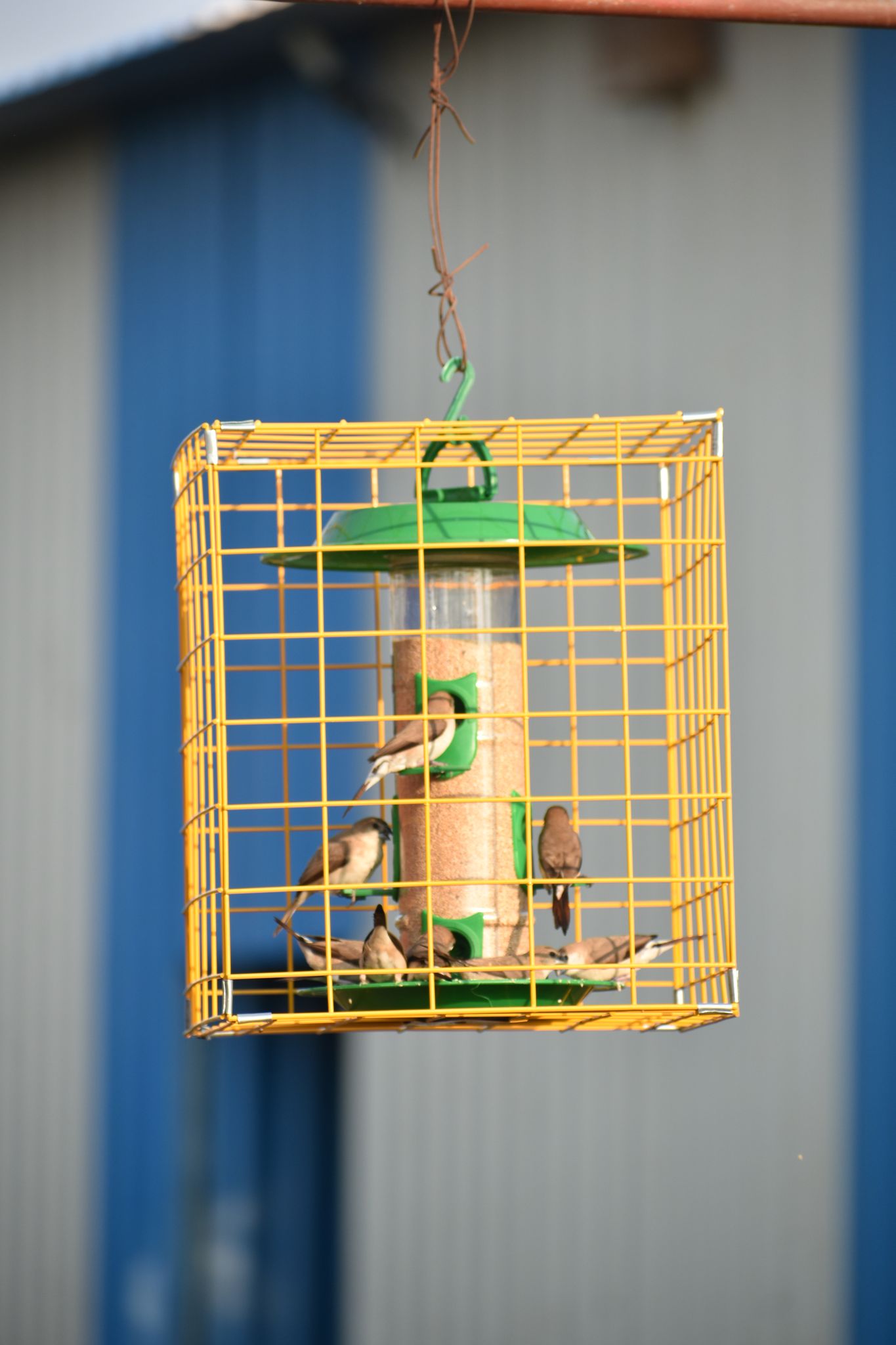 Ami Jivdaya Pigeon or Parrot Proof Cage  For Bird Feeder (only Cage)