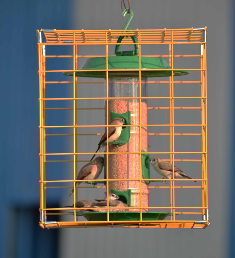 Ami Jivdaya Pigeon or Parrot Proof Cage For Bird Feeder (only Cage)