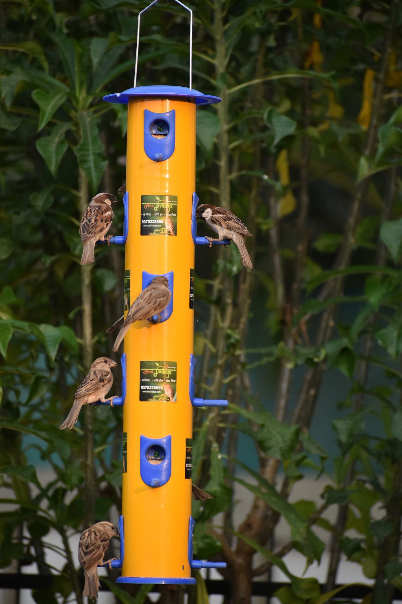 Ami JIvdaya 12 Nozal Metal Bird Feeder.