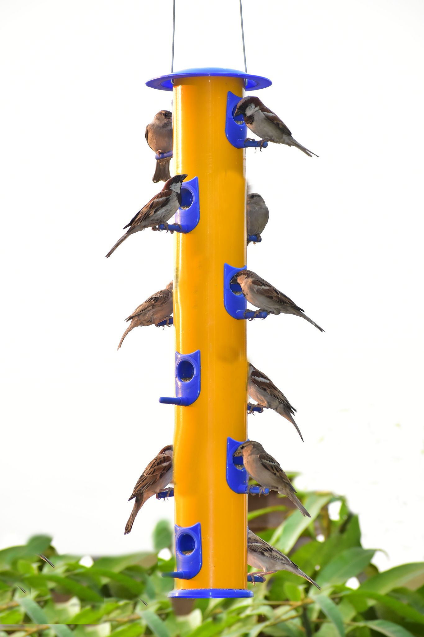 Ami JIvdaya 12 Nozal Metal Bird Feeder.