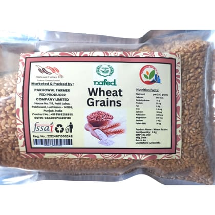 Wheat Grains 