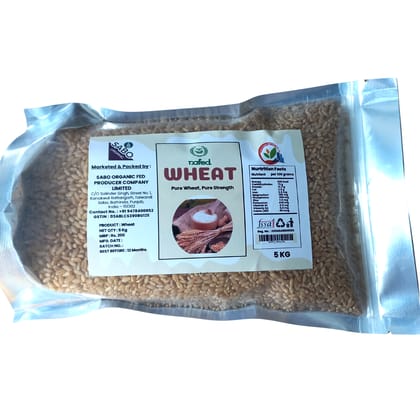 Wheat Grains